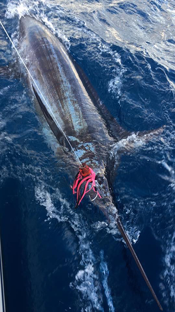 ANGLER: Steve Ward SPECIES: Blue Marlin WEIGHT: Est 180kg LURE: JB Smoking Gun.